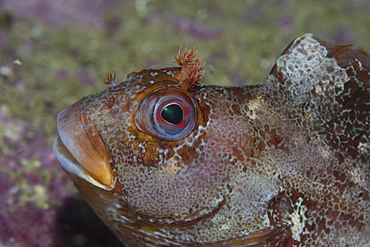 Tompot Blenny (Parablennius gattorugine), Jersey, Channel Islands