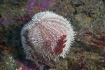 Common Sea Urchin  Echinus esculentus