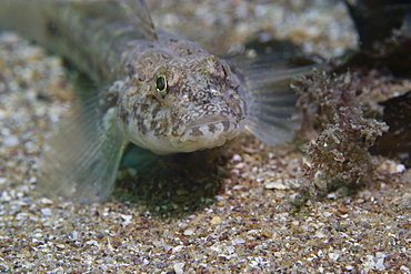 Goby. Sark, Channel Islands