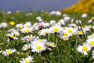 Daisies (Bellis perennis). Gouliot Headland, Sark, British Channel Islands, UK