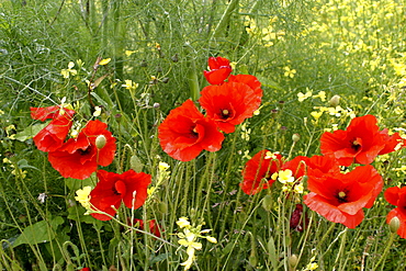 Poppy Common (Papaver rhoeas). Jersey, British Channel Islands, UK