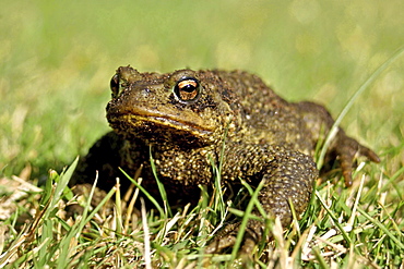 Common Toad (Bufo bufo). Jersey, British Channel Islands, UK