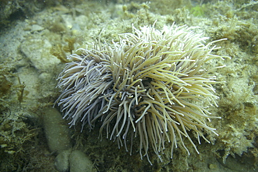 Snakelocks Anemone (grey), Anemonia viridis, Jersey, British Isles