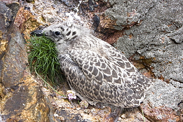 Herring Gull chick (Larus argentatus). Grande Moie, Sark, British Channel Islands