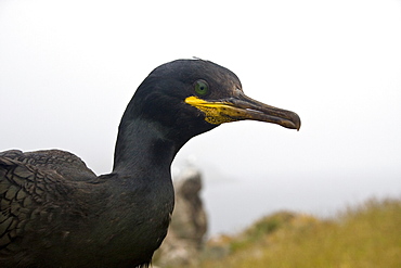 Grande Moie, Sark, British Channel Islands