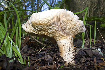 Tawny Funnel (Lepista flaccida). Dixcart Woods, Sark, British Channel Islands