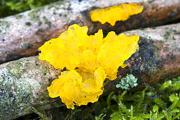 Yellow Brain fungus (Tremella mesenterica). Dixcart Woods, Sark, British Channel Islands