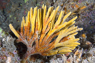 Sponge Axinella sp