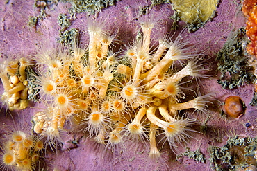 Yellow Cluster Anemone  Parazoanthus axinellae