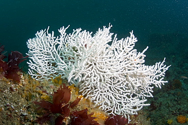 Pink Sea Fan  Eunicella verrucosa (white colour form, a soutern variation)