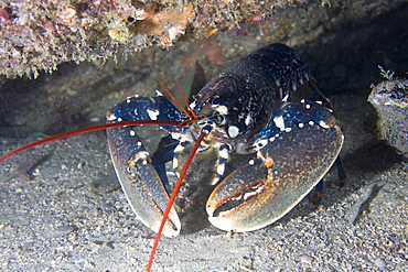 Lobster Homarus gammarus