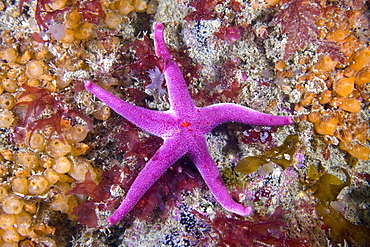 Bloody Henry Starfish Henricia oculata