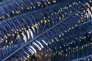 Arms of Featherstar Comanthina sp