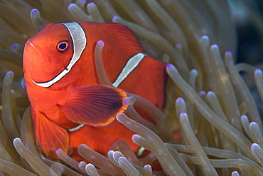 Spine-cheeked Anemonefish Premnas biaculeatus