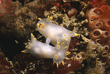 Nudibranchs (Polycera faroensis) mating. Sark, British Isles