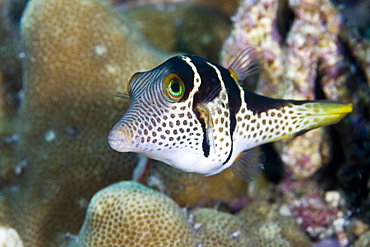 Saddled Toby Canthigaster coronathus