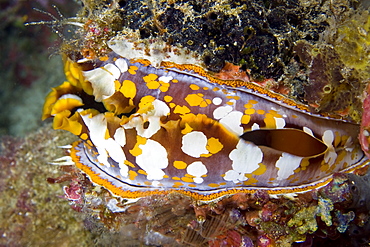 Thorny Oyster Spondylus varius