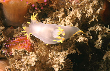 Nudibranch (Polycera faroensis). Sark, British Isles