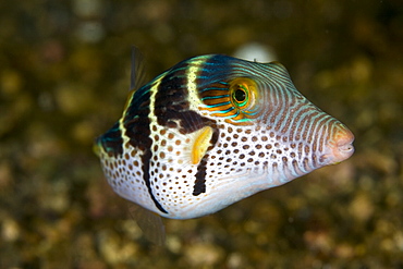 Saddled Toby Canthigaster coronathus