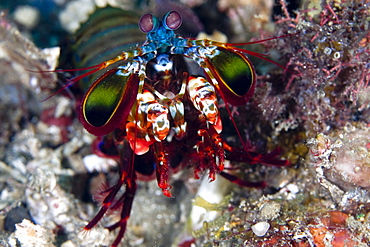 Mantis Shrimp Odontodactylus latriostris