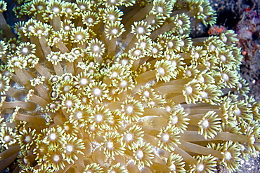 Hard Coral Goniopora Sp