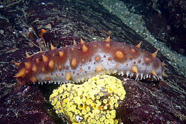 Giant Sea Cucumber Parastichopus californicus