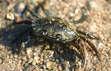 Shore Crab. (Carcinus maenas) Jersey, British Isles