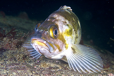 Copper Rockfish Sebastes caurinus