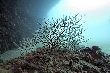 Fan coral. Spanish Mediterranean.