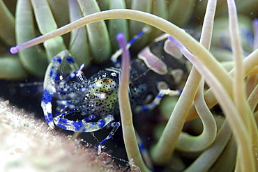 Anemone prawn Periclimenes sagittifer, Jersey, British Isles