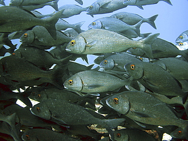 Grunts. Galapagos.