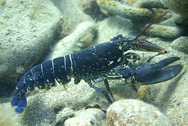 Lobster and chain Homarus gammarus, Jersey, British Isles