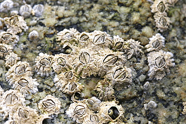 Barnacles. Sark, British Isles