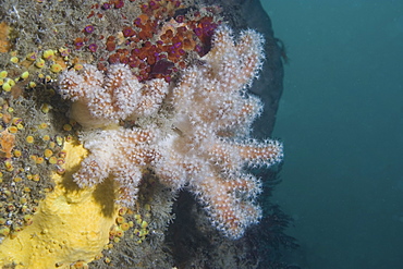 Red Fingers Soft Coral (Alcyonium glomeratum), Sark, Channel Islands