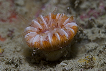 Devonshire Cup Coral (Caryophyllia smithii), Sark, Channel Islands