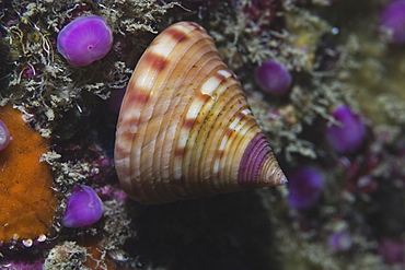 Painted Topshell (Calliostoma zizyphinum), Sark, Channel Islands