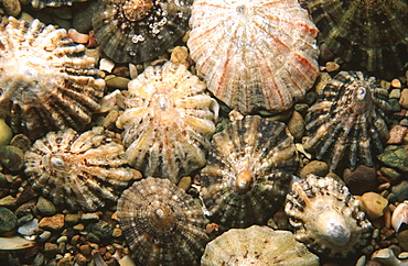 Limpets. Jersey, British Isles