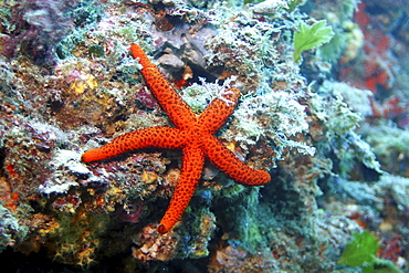 Red starfish. Spanish Mediterranean.