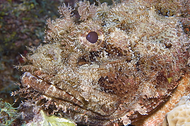 Scorpion fish. Caymans.