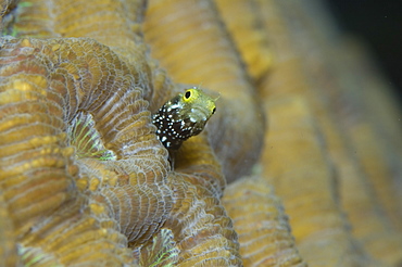 Blenny. Cayman Islands.