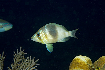 Hamlet fish, mating. Caymans.