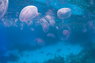 Jellyfish. Red Sea, Egypt.