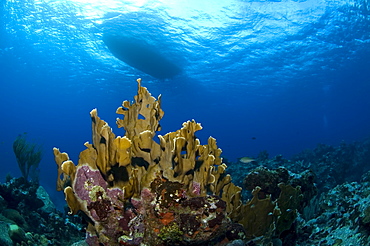 Underwater view and the underside of a boat. Compasspoint, Caymans.