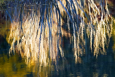 Autumnal reflections of trees in pond, Wyoming, USA