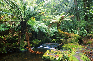 Tazmanian forest stream and tree ferns, Tazmania, Australia