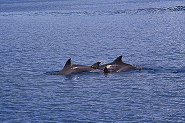 Bottlenose dolphin (Tursiops aduncus) dorsal fins, Kimbe Bay, West New Britain, Papua New Guinea, South Pacific Ocean