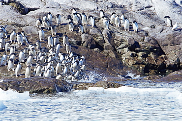 Adelie penguins (Pygoscelis adeliae), Kinnes Cove, Joinville Island, Antarctic Sound, Peninsula, Antarctica, Southern Ocean