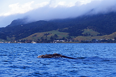 Endangered Southern right whale (Eubalaena australis) in Whangarei Horbour, Northland, New Zealand, South Pacific Ocean. 