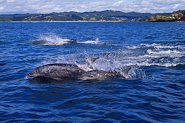 Bottlenose dolphins (Tursiops truncatus) fleeing from orca/killer whales (Orcinus orca) Tutukaka, North Island, New Zealand, South Pacific Ocean.