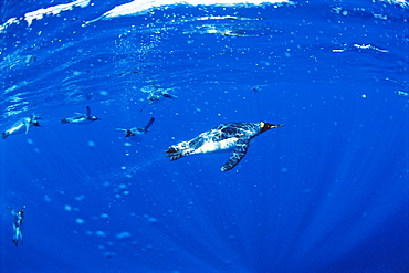 King penguins (Aptenodytes patagonicus)  Underwater, Macquarie Island, Australian sub-Antarctic.